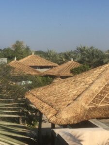 Some Re thatched Roofs -